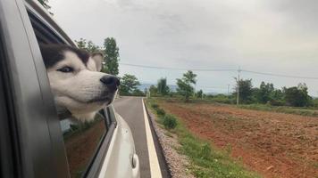 de hond kijkt uit het open raam van de auto. video