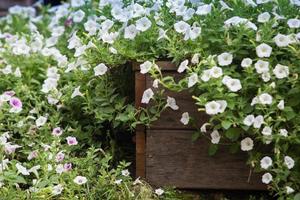 wooden fence with flowers photo