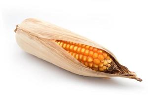 grain corn closeup on a white background photo