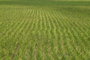 Rice field green landscape background photo