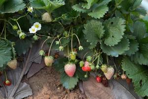 Strawberry Field or Strawberry photo