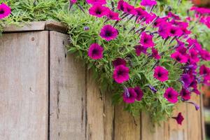 wooden fence with flowers photo