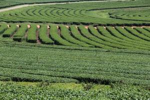 Tea plantation landscape photo