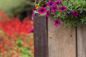 wooden fence with flowers photo