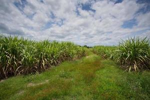 Landscape of sugar cane plantation photo