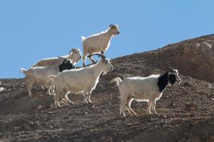 Goats on the Rock at Moon Land Lamayuru Ladakh ,India photo