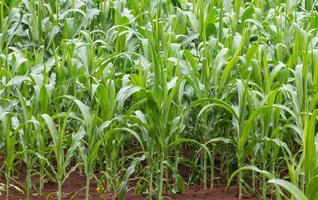 growing up of green corn field photo