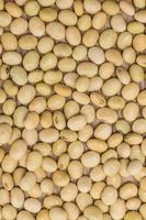 soy beans background photo