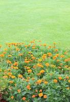 Marigold Yellow Flower field in the green garden. photo