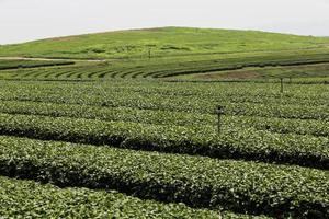 Tea plantation landscape photo