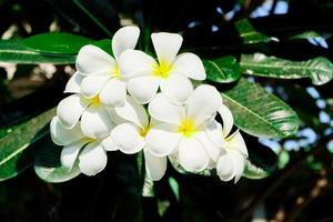 Plumeria white and yellow flowers with leaves photo