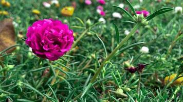 Cerrar rosa portulaca oleracea flor foto