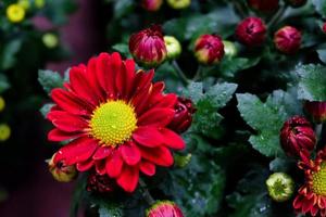 Close up photo, Beautiful Red Aster flower  in natural garden with soft focus and blurred background, Selectived focus photo
