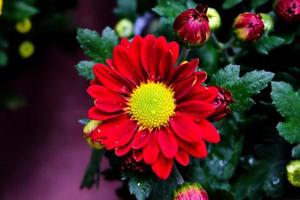 foto de primer plano, hermosa flor de aster rojo en un jardín natural con enfoque suave y fondo borroso, enfoque selectivo