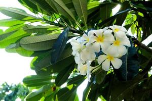 plumeria flores blancas y amarillas con hojas foto