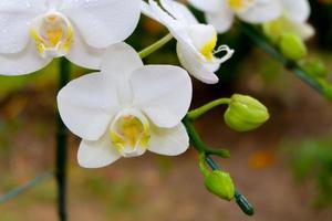 foto de primer plano, hermosa flor de orquídea blanca en un jardín natural con enfoque suave y fondo borroso, enfoque selectivo