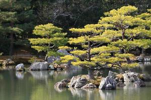 jardín japonés en el famoso kinkakuji foto