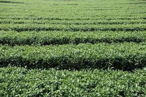 green tea plantations in mountain photo