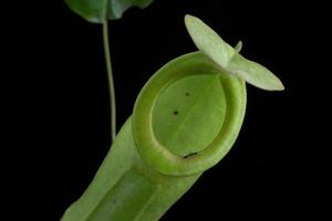 tazas de mono - nepenthes sp. foto