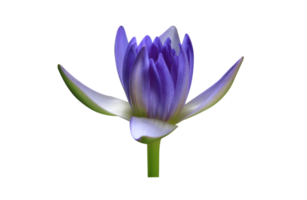 lotus sur fond transparent png