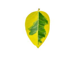 belles feuilles sur fond transparent png