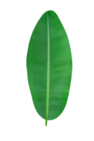 banana leaf on transparent background png