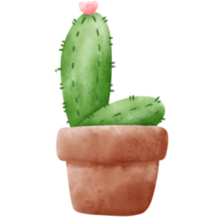 cactus dell'acquerello in vaso png