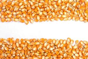 Dried raw corn kernels border on white background photo