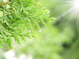 green leaf with drops of water with natural background photo