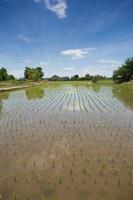 Rice fields, began to grow in the countryside photo