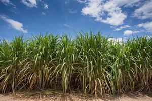 Landscape of sugar cane plantation photo