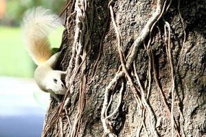 Albino squirrel feeding on the tree. photo