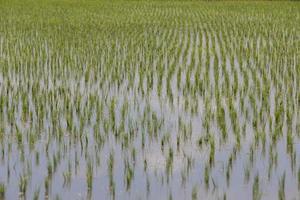 Rice fields, began to grow in the countryside photo