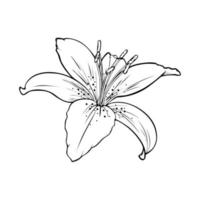 Monochrome picture, large veined lily flower , vector illustration on white background