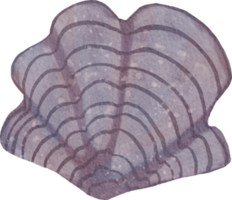 coquillage coquillage aquarelle png