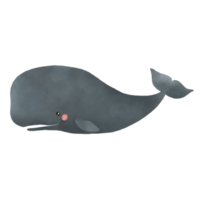 Sperm Whale Watercolor png