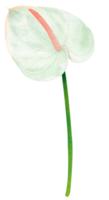 White flamingo Flower Watercolor Style png