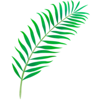 hoja de palma larga png