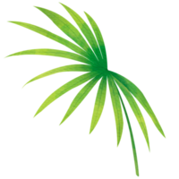 petite feuille de palmier verte png