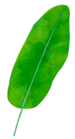 Banana Green Leaf Watercolor png