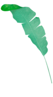 gember groen blad png