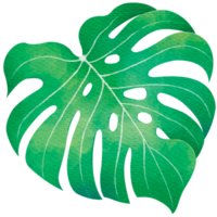 acquerello di foglie di monstera png