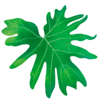 feuille de philodendron avec tige png