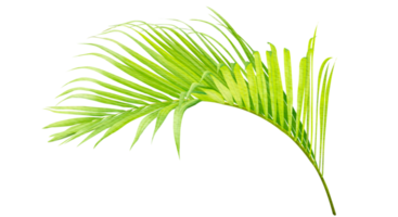 Tropical Palm Leaf png