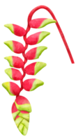Heliconia Watercolor Style png