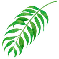 tropisk palmväxt akvarell png