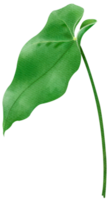 Leaf of Flamingo Flower Watercolor png