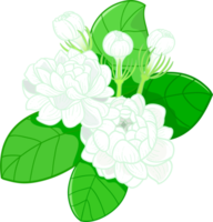 Jasmine with Leaves png