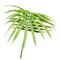 feuille de palmier vert tropical png