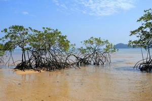 Mangrove forest in the tropical place photo